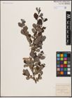 Foto von Salix aurita L.